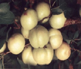 银白杏
