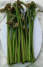 吉林蕨菜
