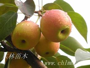 红南果梨