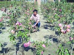 辽宁苹果