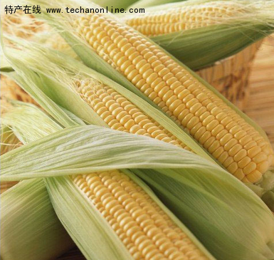乾安糯玉米