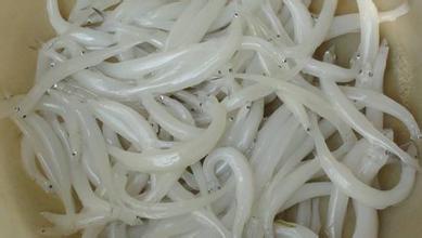 大银鱼
