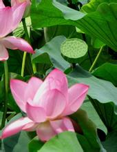 莲花莲籽米