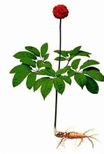 人参花
