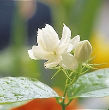 闽侯虎峰牌茉莉花茶