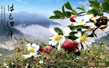 福安油茶油