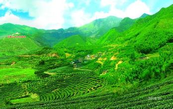 平和九峰茶