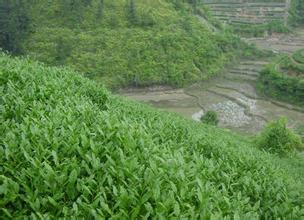 乌龙黄金桂茶