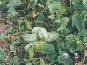 黑柳子白梨脆