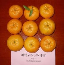 顺昌芦柑