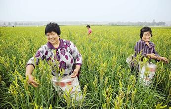 金针菜