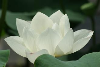 建阳白莲