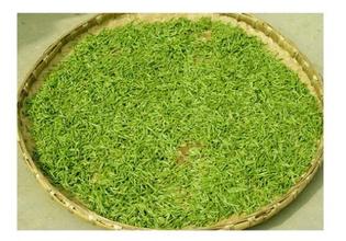 天山绿茶