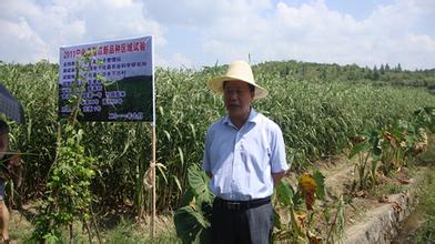 宁化薏米