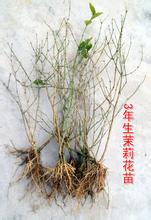 政和茉莉花