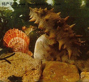 荣成海参