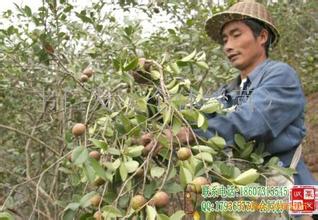 尤溪茶籽油