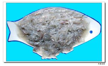 定海湾丁香鱼