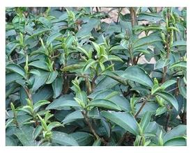 梅占茶