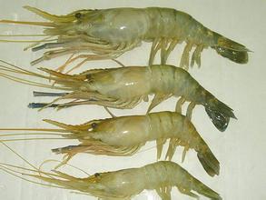日照东方对虾