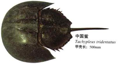 福建中国鲎