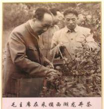 过坑茶叶