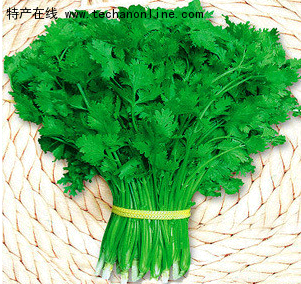 大叶香菜
