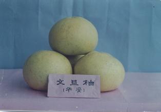 坪山柚
