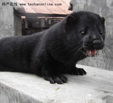 荣成水貂