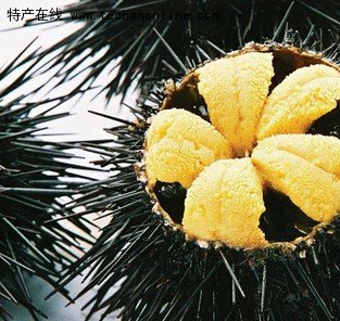 荣成海胆