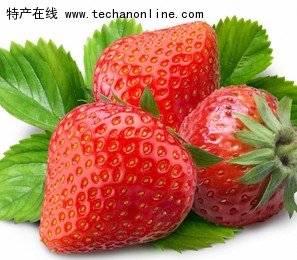 姜格庄草莓