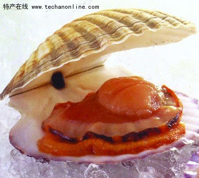 威海扇贝