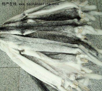荣成水貂