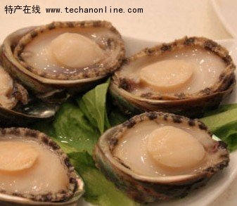 烟台鲍鱼