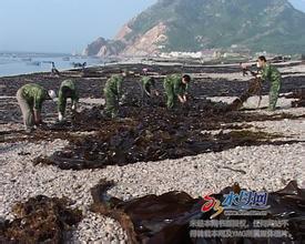 长岛海带