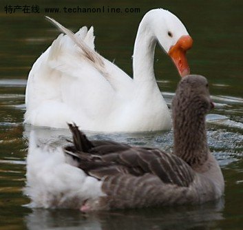 莱阳五龙鹅