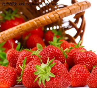 大店草莓