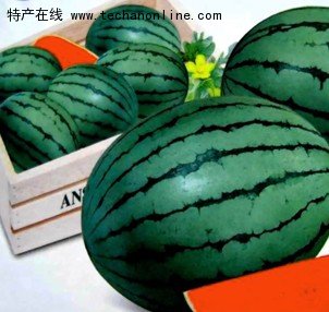 昌乐西瓜