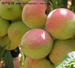 安丘蜜桃