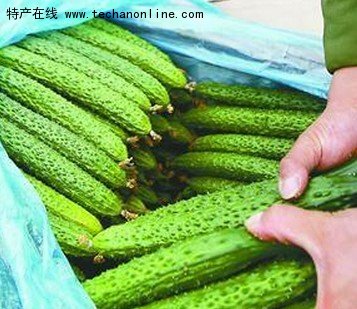 曲堤黄瓜