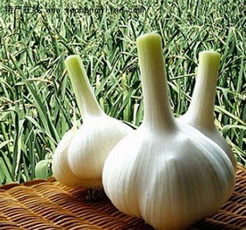 安丘大蒜