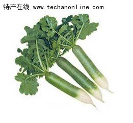 浮桥萝卜