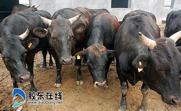 高青黑牛
