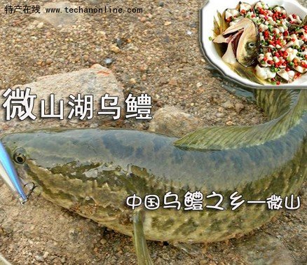 微山湖乌鳢