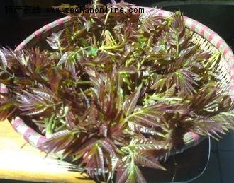 赵八洞香椿