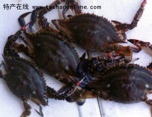 昌邑梭子蟹