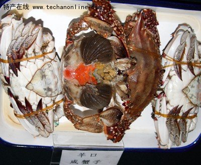 羊口咸蟹子
