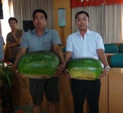 东明西瓜