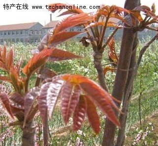 寺头红香椿