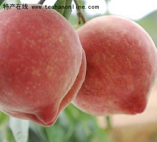 青州蜜桃